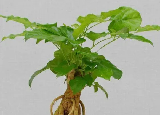 植物常识问题|绿宝树的风水作用和摆放禁忌 摆放风水讲究
