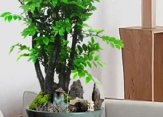 植物常识问题|小叶紫檀和黑骨茶的区别