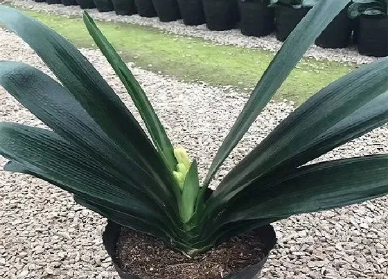 植物常识问题|君子兰没有开花的迹象怎么办  如何养很快就开花