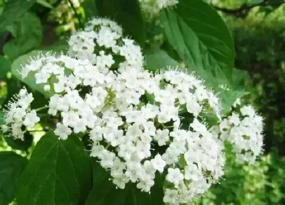 植物常识问题|春天回暖能够疯狂开花的植物有哪些