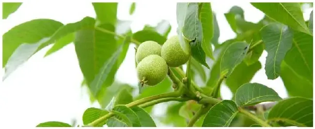 核桃的种植方法与管理 | 科普知识