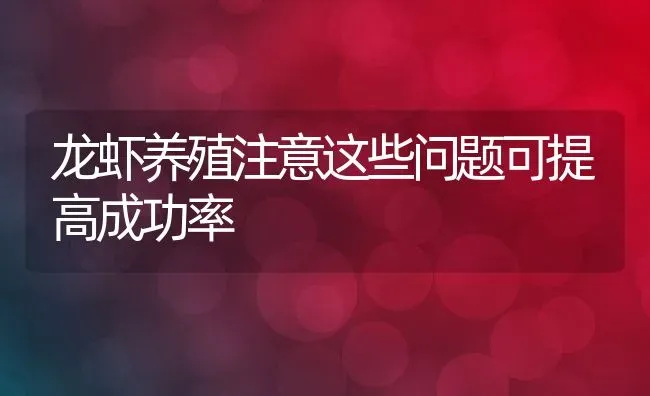 龙虾养殖注意这些问题可提高成功率 | 养殖常见问题