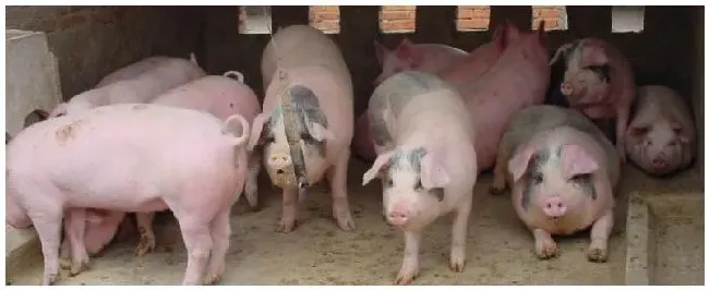 母猪开始做窝多久才能生产一般几个月下猪 | 农业常识