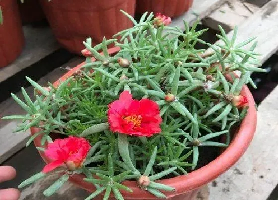 植物常识问题|太阳花为什么不开花只长叶 太阳花什么时候开花