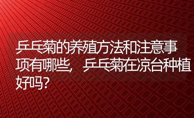 乒乓菊的养殖方法和注意事项有哪些,乒乓菊在凉台种植好吗？ | 养殖常见问题