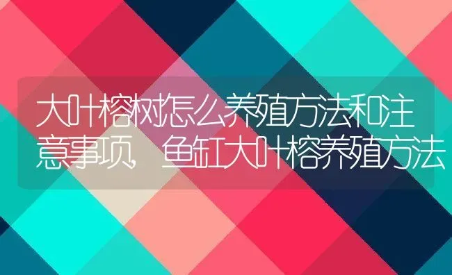 大叶榕树怎么养殖方法和注意事项,鱼缸大叶榕养殖方法 | 养殖常见问题