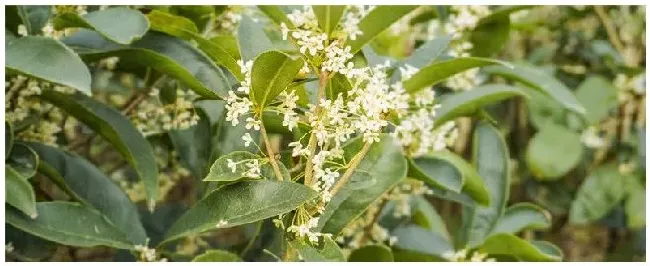 桂花树是什么植物 | 科普知识