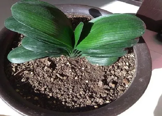 植物常识问题|君子兰新长出来的叶片发软的原因