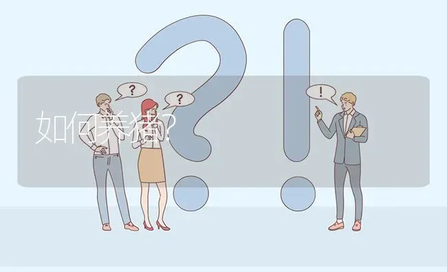 如何养猪? | 养殖问题解答
