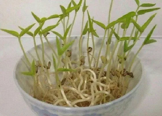 植物常识问题|豆芽的生长过程