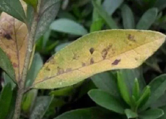 植物常识问题|杜鹃花叶片发黄掉落如何解决