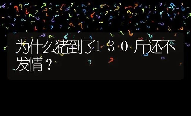 为什么猪到了130斤还不发情? | 养殖问题解答