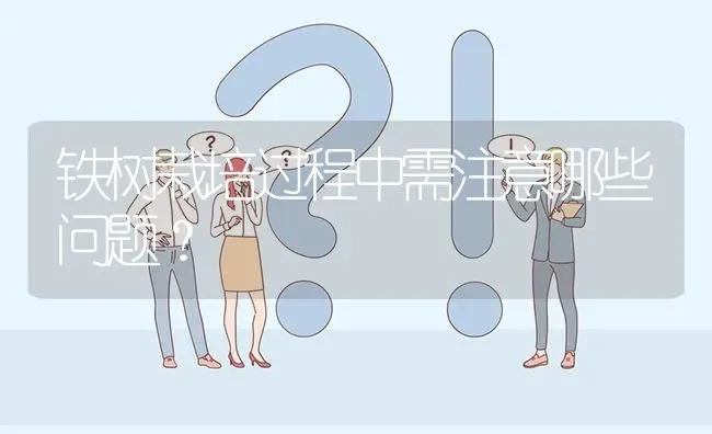 铁树栽培过程中需注意哪些问题? | 养殖问题解答