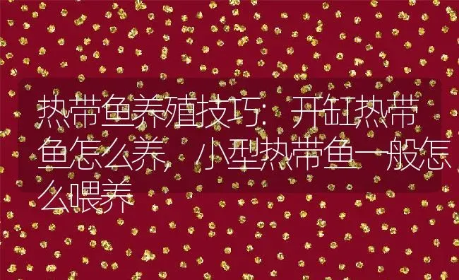 热带鱼养殖技巧:开缸热带鱼怎么养,小型热带鱼一般怎么喂养 | 养殖常见问题