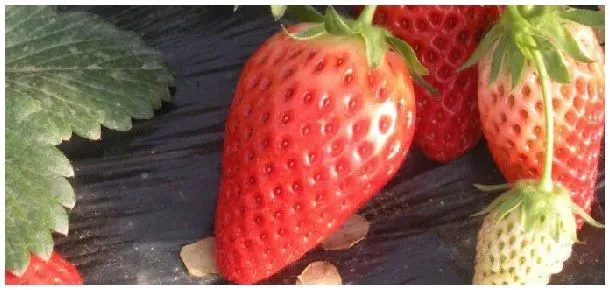 草莓冷冻苗是什么意思 | 科普知识