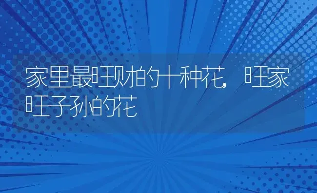 家里最旺财的十种花,旺家旺子孙的花 | 养殖常见问题