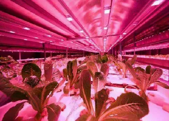 植物常识问题|灯光可以代替阳光养花吗 花卉没阳光可以用灯光代替吗