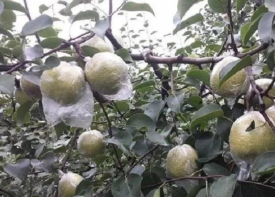 植物常识问题|塑料袋是怎样给植株保温的