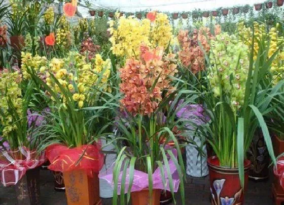 植物常识问题|兰花新芽不长了该怎么处理