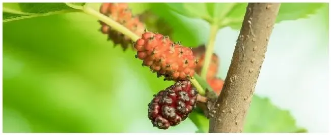 果桑苗种植技术 | 三农答疑