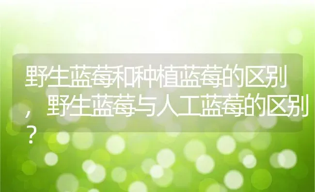 野生蓝莓和种植蓝莓的区别,野生蓝莓与人工蓝莓的区别？ | 养殖常见问题