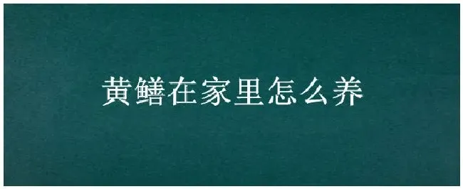 黄鳝在家里怎么养 | 农业答疑