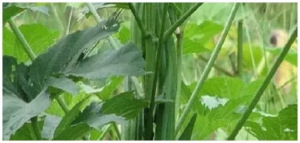 黄秋葵种植时间和方法阳台上怎么种植 | 三农答疑