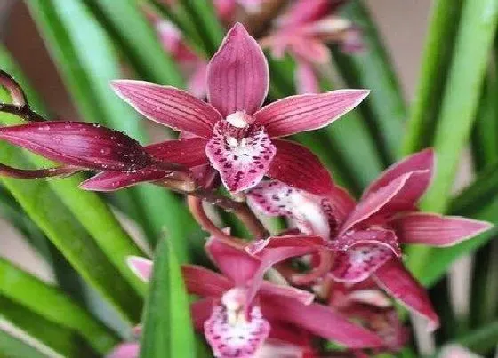 植物常识问题|兰花叶片焦尖是什么原因导致的
