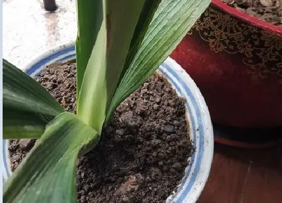 植物常识问题|君子兰新长出来的叶片发软的原因