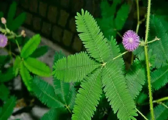 植物常识问题|含羞草有什么作用