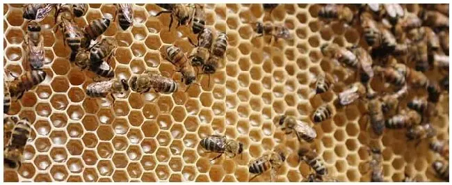 意蜂怎么治螨效果好？ | 科普知识