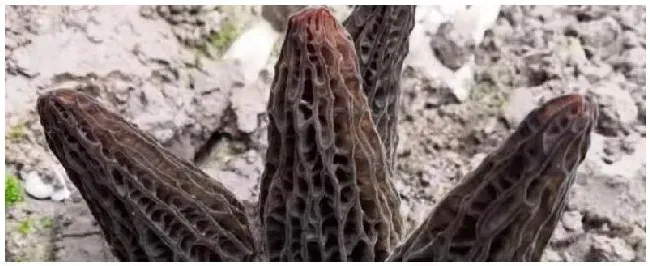 种植羊肚菌一亩地要多少成本种植前景如何 | 科普知识