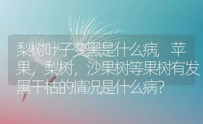 梨树叶子变黑是什么病,苹果，梨树，沙果树等果树有发黑干枯的情况是什么病？ | 养殖常见问题