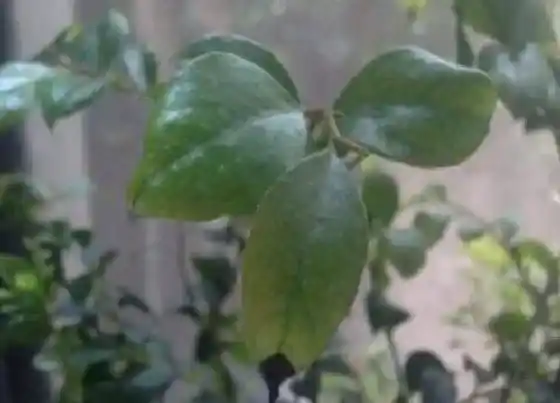 植物常识问题|小叶紫檀和黑骨茶的区别