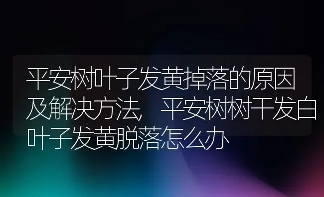 平安树叶子发黄掉落的原因及解决方法,平安树树干发白叶子发黄脱落怎么办 | 养殖常见问题