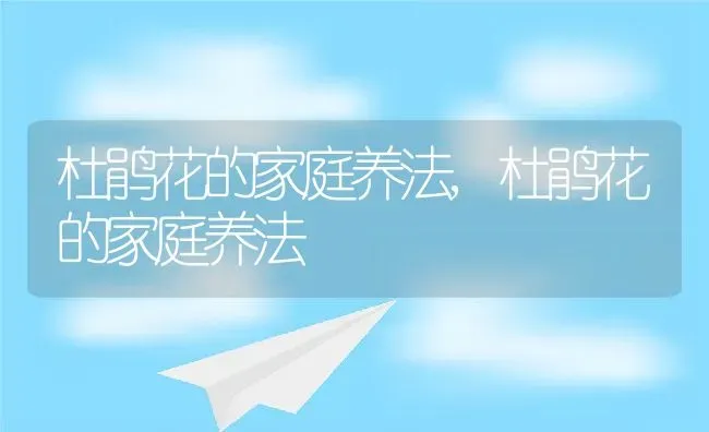 杜鹃花的家庭养法,杜鹃花的家庭养法 | 养殖常见问题