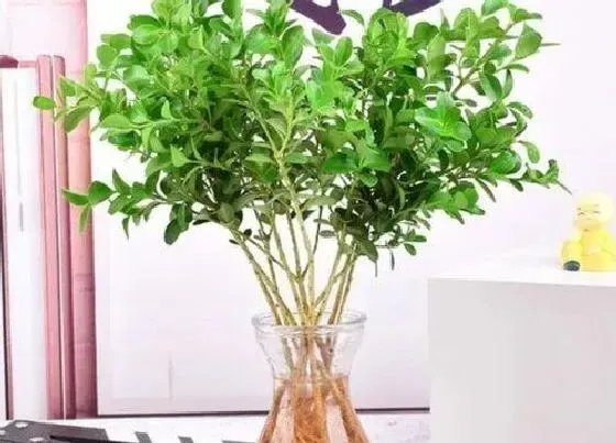 植物常识问题|米兰开完花如何修剪开花越来越多