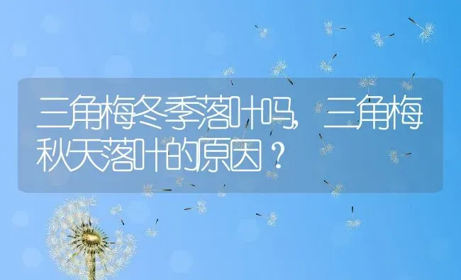 三角梅冬季落叶吗,三角梅秋天落叶的原因？ | 养殖常见问题