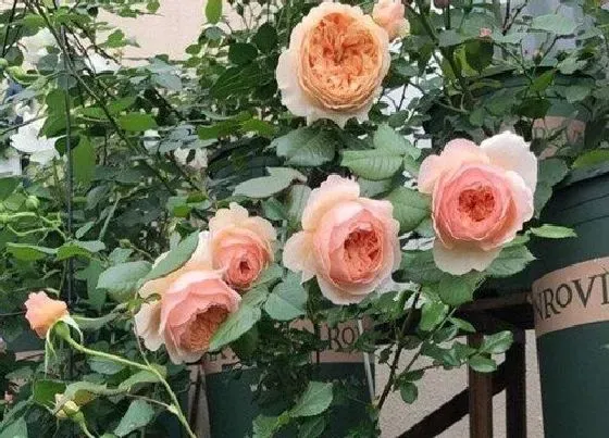 植物常识问题|买回来开花的植物怎么养