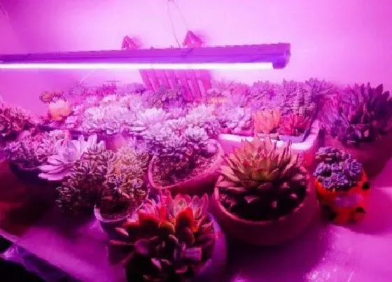 植物常识问题|灯光可以代替阳光养花吗 花卉没阳光可以用灯光代替吗
