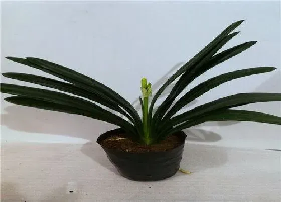 植物常识问题|君子兰没有开花的迹象怎么办  如何养很快就开花