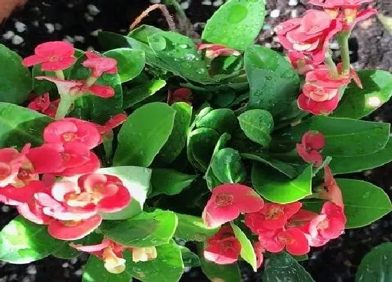 植物常识问题|虎刺梅不开花或开花少的原因有哪些