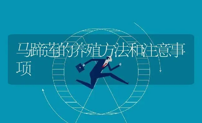 马蹄莲的养殖方法和注意事项 | 养殖常见问题