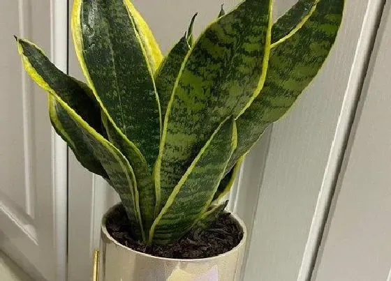 植物常识问题|5月怎么养虎皮兰长得快又壮