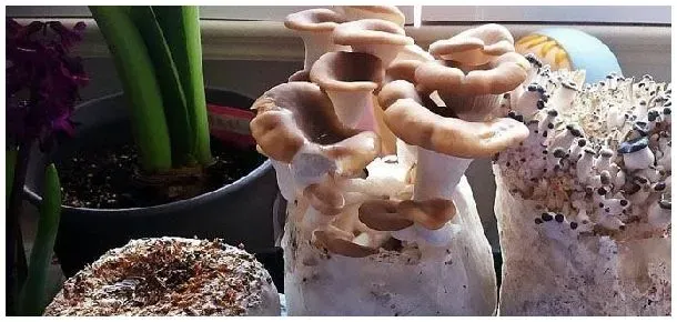 菌菇包怎么种植 | 农业答疑