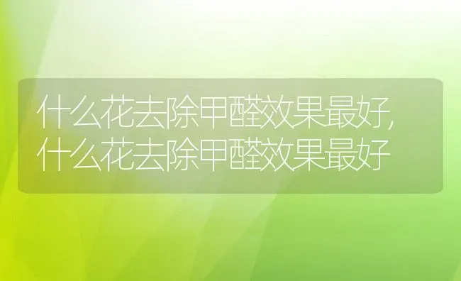 什么花去除甲醛效果最好,什么花去除甲醛效果最好 | 养殖常见问题