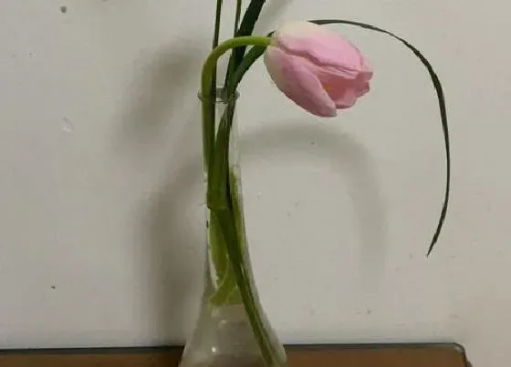 植物常识问题|郁金香水培养殖方法图解 水培种植方法和时间