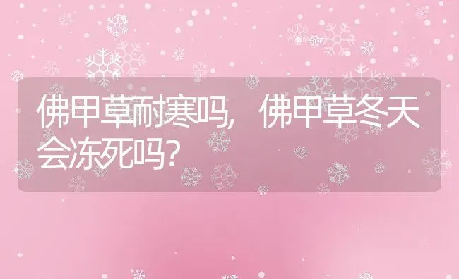 佛甲草耐寒吗,佛甲草冬天会冻死吗？ | 养殖常见问题