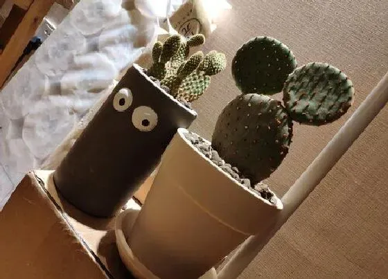 植物常识问题|仙人掌如何正确的浇水