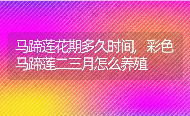 马蹄莲花期多久时间,彩色马蹄莲二三月怎么养殖 | 养殖常见问题